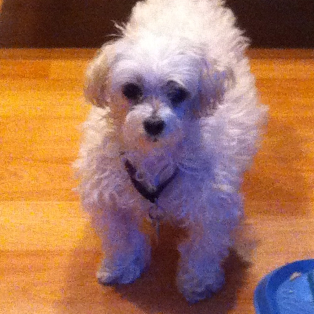 Meet your Posher, Tracy